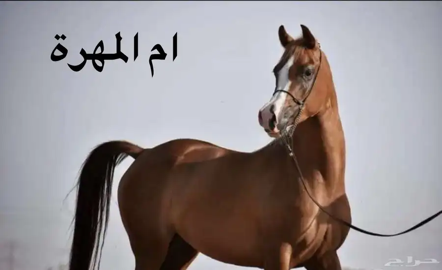 مهرة للبيع 7
