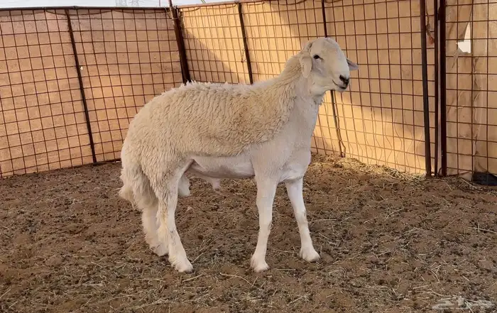 جذع حري مشروع فحل ( معرف ) 2