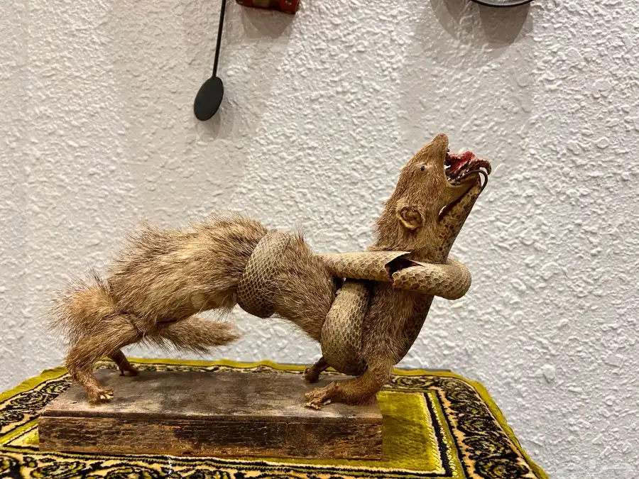 نمس محنط للبيع 0