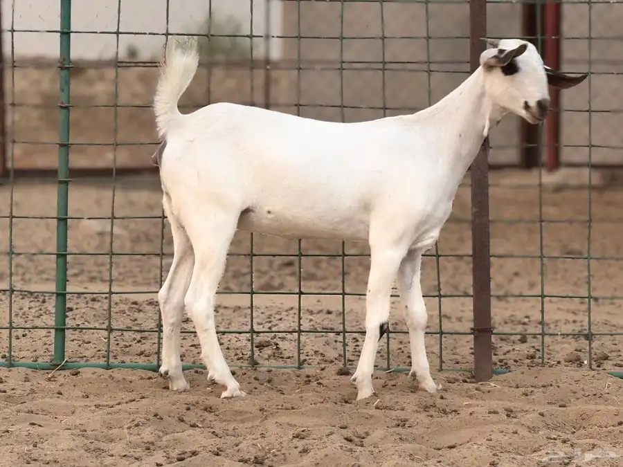 عناق بيشية 4