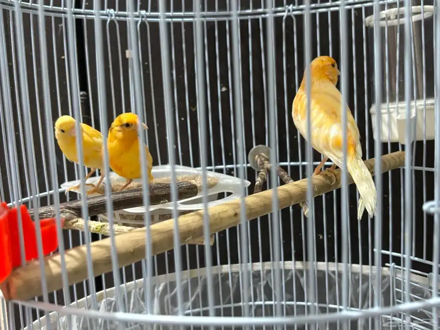 جوز كناري منتج 12