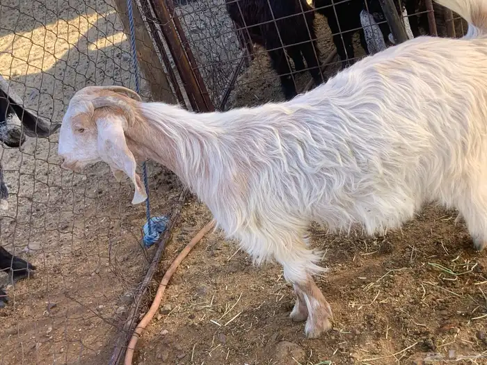 ذبيحة ثلاجة فل الفل 1