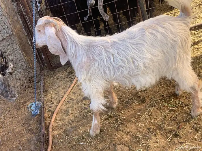 ذبيحة ثلاجة فل الفل 0