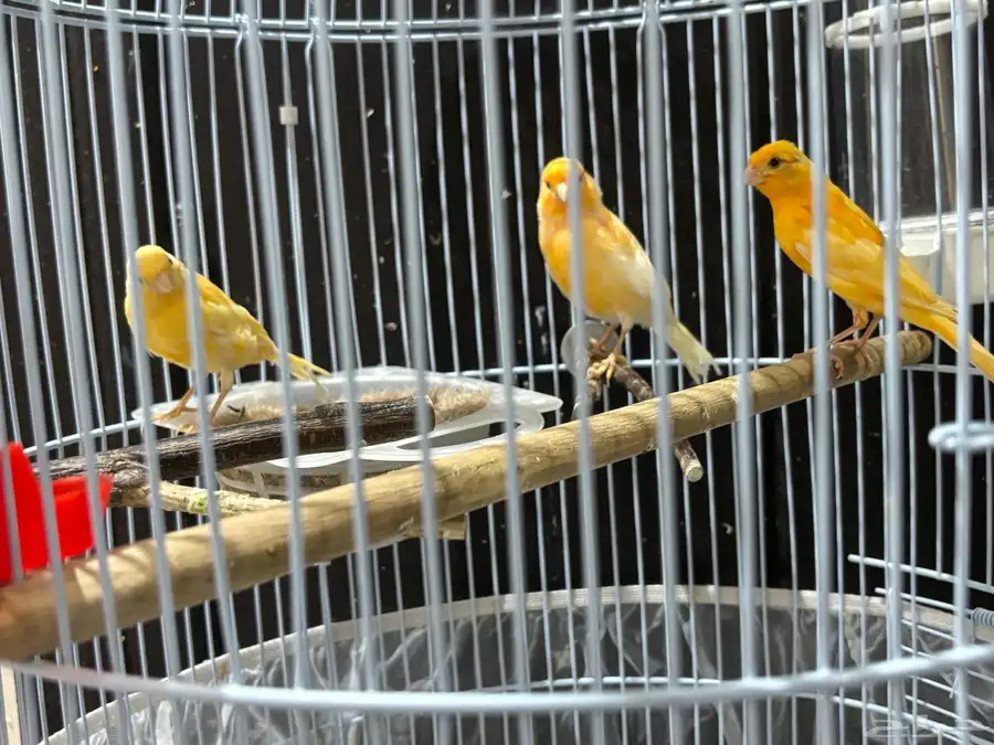 جوز كناري منتج 11