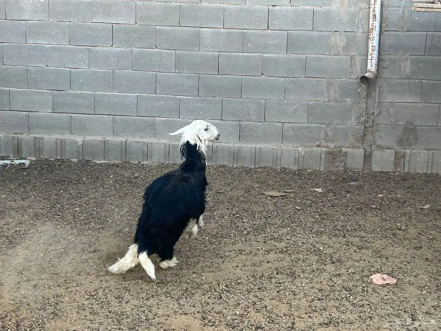 طليان للبيع 7