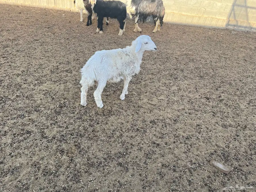 طليان للبيع 1