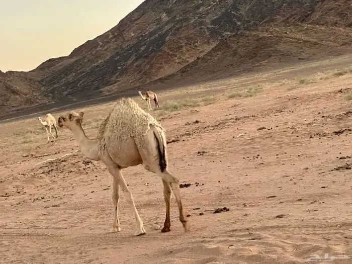 قعود البيع 2
