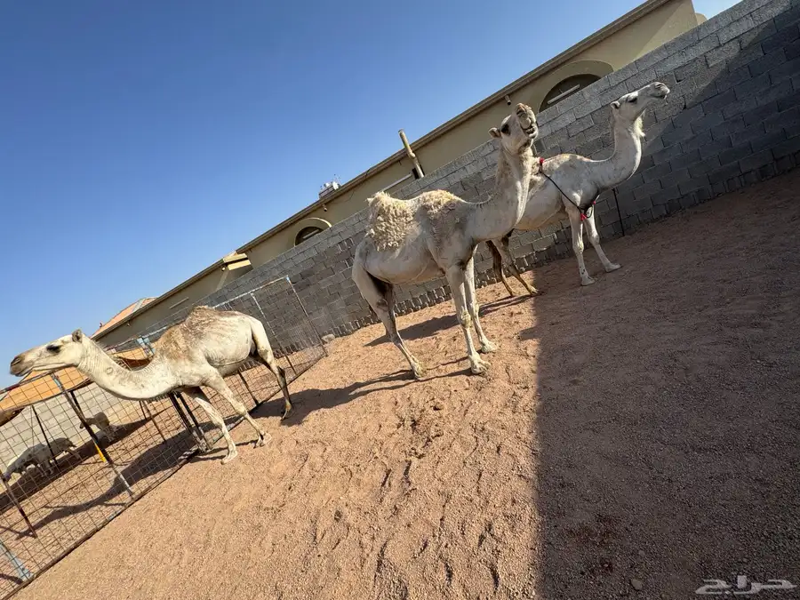 نياق للبيع 2