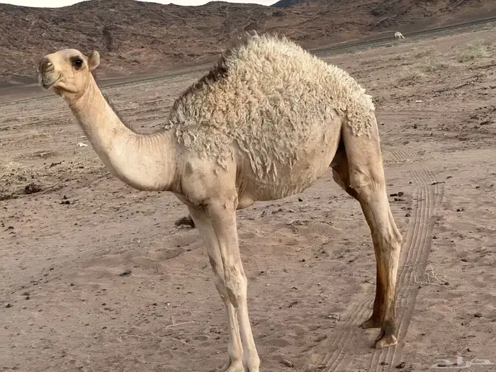 قعود البيع 0