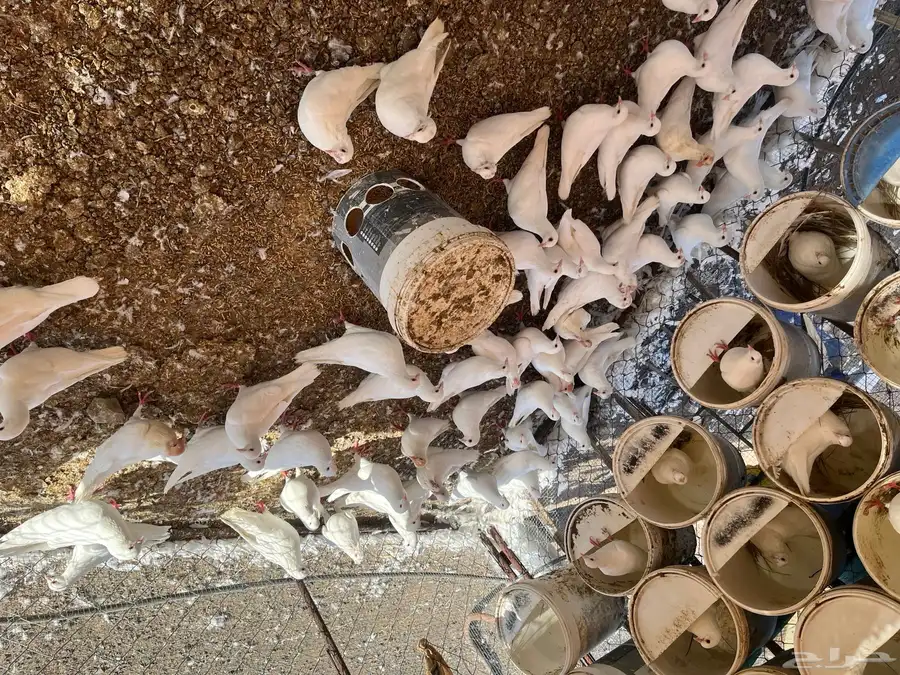 حمام فرنسي جامبو 13