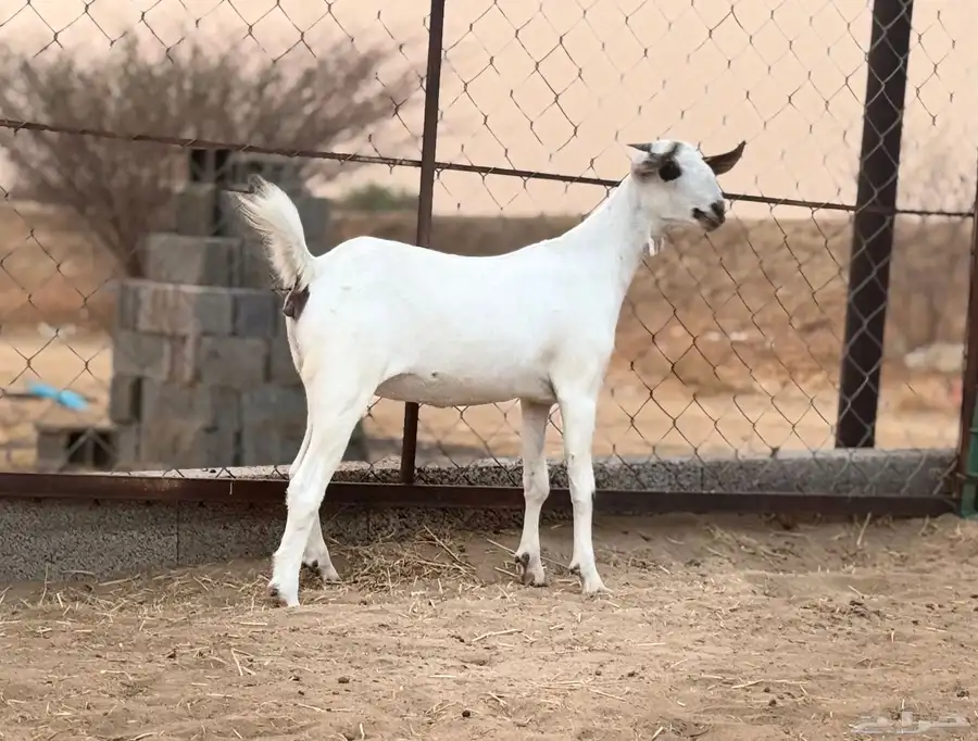 عناق بيشية 2