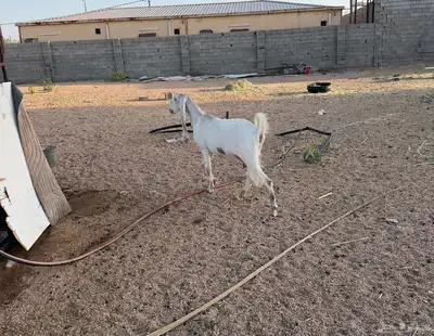 عنز نادره حجازيه دافع تم البيع 3