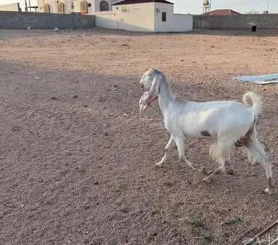 عنز نادره حجازيه دافع تم البيع 1