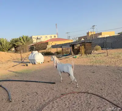 عنز نادره حجازيه دافع تم البيع 5