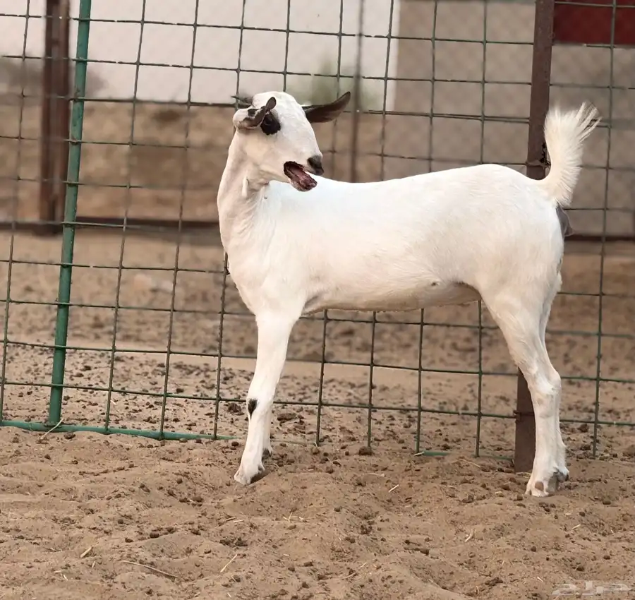 عناق بيشية 3