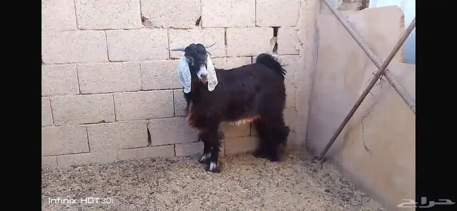 جوار الصوامع 4