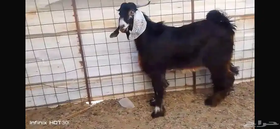 جوار الصوامع 0