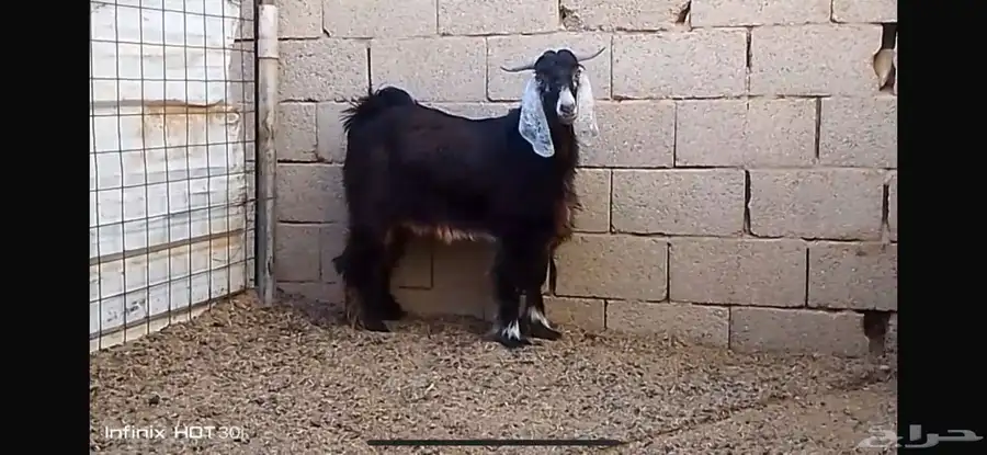 جوار الصوامع 1