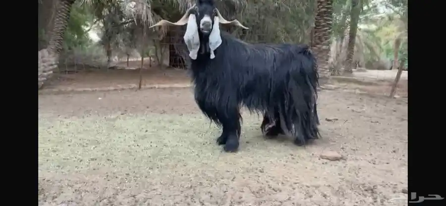 للبيع تبس عارضي نادر 3