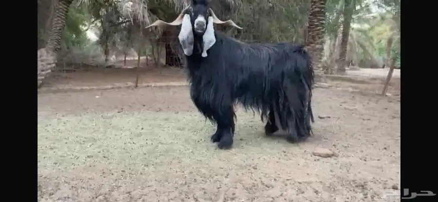 للبيع تبس عارضي نادر 6