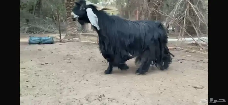 للبيع تبس عارضي نادر 8