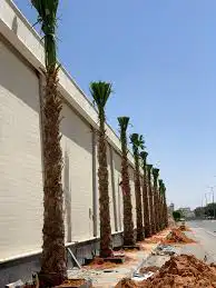 نخيل واشنطن ابو مروحه للبيع توريد وتركيب 0