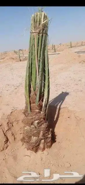 مقاول شبوك والحداده 11