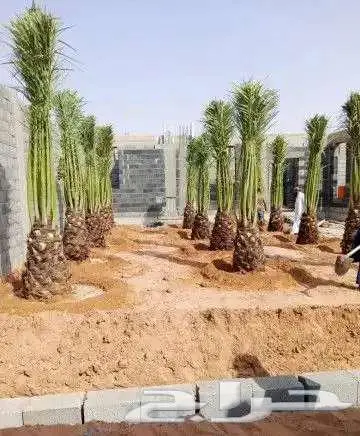 مقاول شبوك والحداده 9