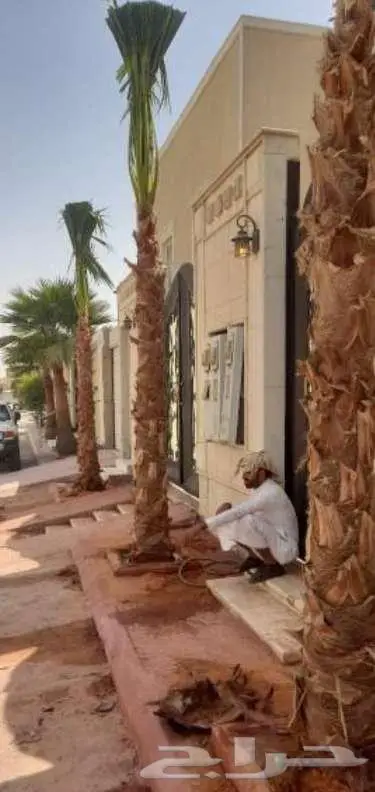 نخل واشنطني 12
