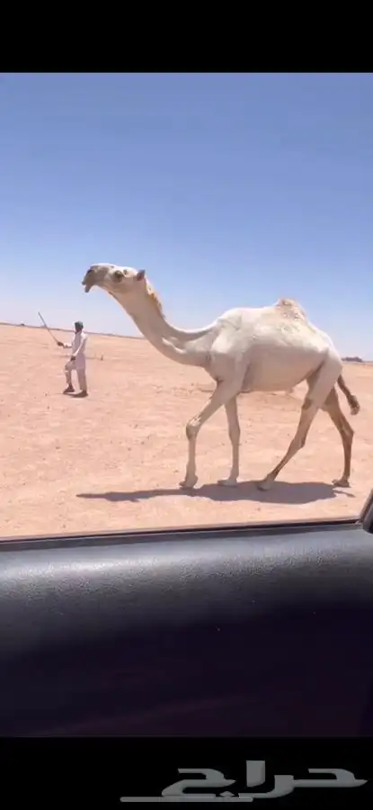 للبيع بكره لقيه رمانيه كفووو 0