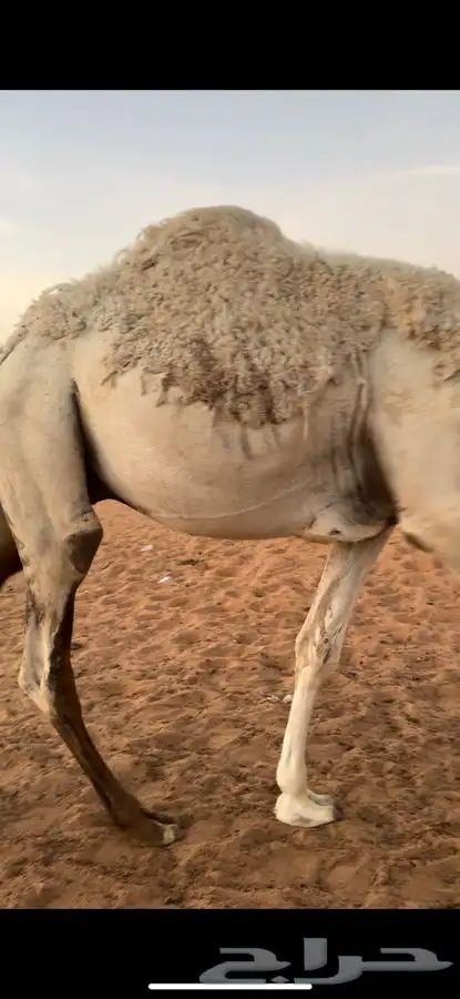 قعود 1