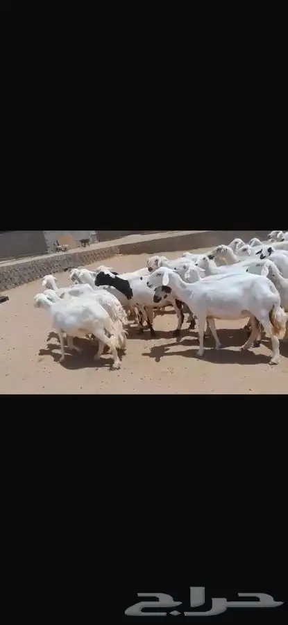 غنم للبيع 3