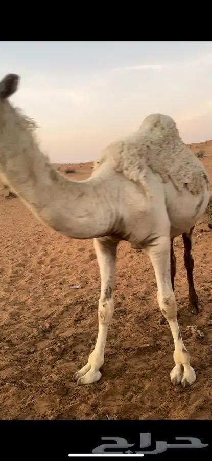 قعود 0