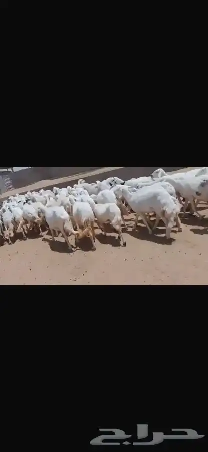غنم للبيع 2