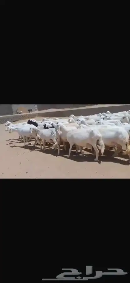 غنم للبيع 5