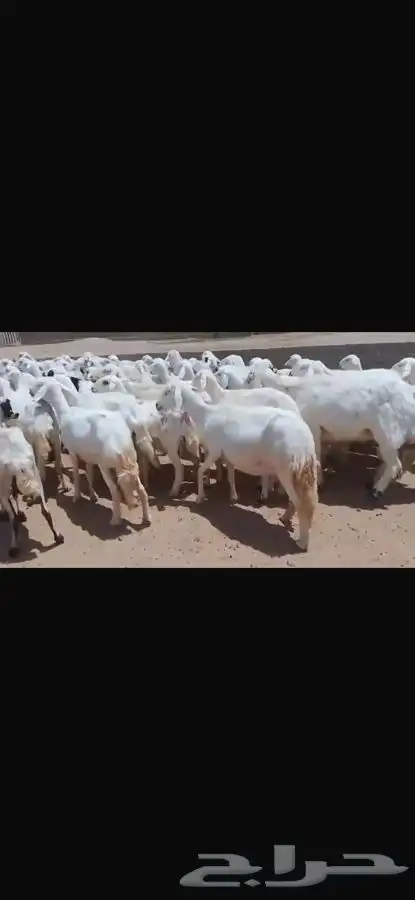 غنم للبيع 0