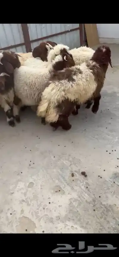 10 جذعان فيها رخلين فل ظهروطرف ع حول 7 شهور 3