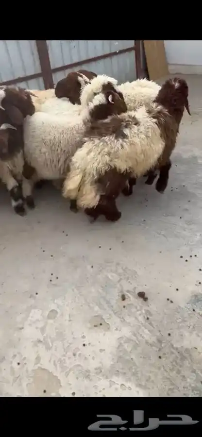 10 جذعان فيها رخلين فل ظهروطرف ع حول 7 شهور 3