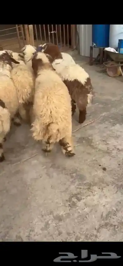 10 جذعان فيها رخلين فل ظهروطرف ع حول 7 شهور 2
