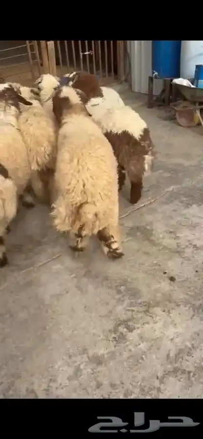 10 جذعان فيها رخلين فل ظهروطرف ع حول 7 شهور 2