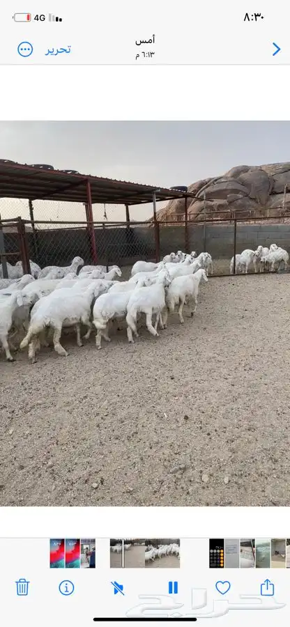 رخال صنف مقني 43 1