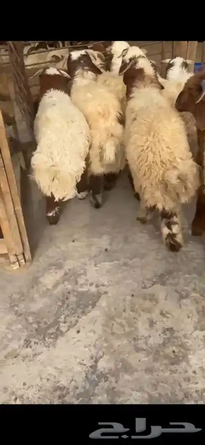 10 جذعان فيها رخلين فل ظهروطرف ع حول 7 شهور 1