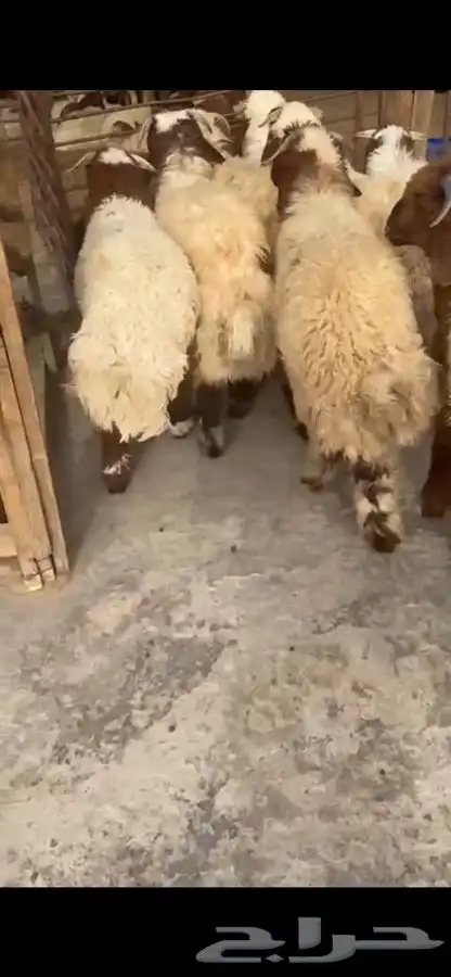 10 جذعان فيها رخلين فل ظهروطرف ع حول 7 شهور 1