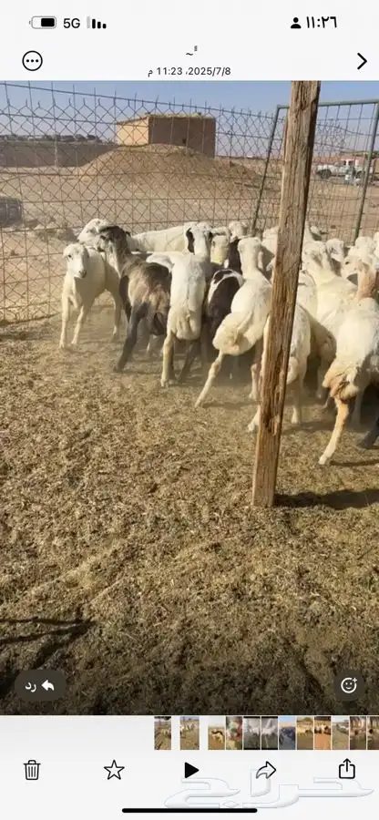 بهم رفيد 130 ينص يزيد 0