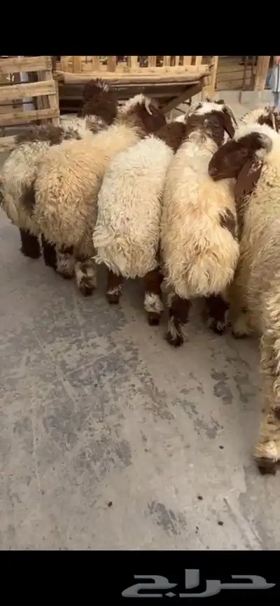10 جذعان فيها رخلين فل ظهروطرف ع حول 7 شهور 0