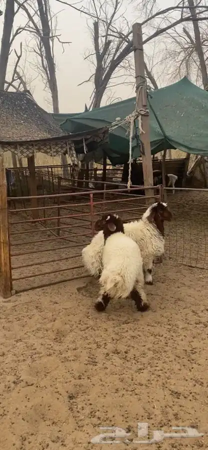 العدد 4 خروفين ورخلين انعيم بلدي فل الفل ظهروطرف وشعره 5