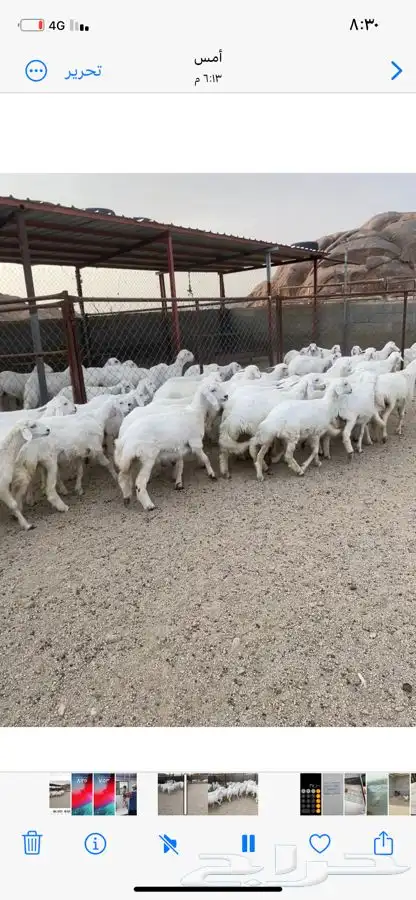 رخال صنف مقني 43 0