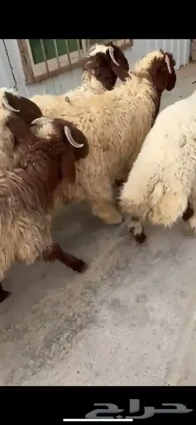 10 جذعان فيها رخلين فل ظهروطرف ع حول 7 شهور 4