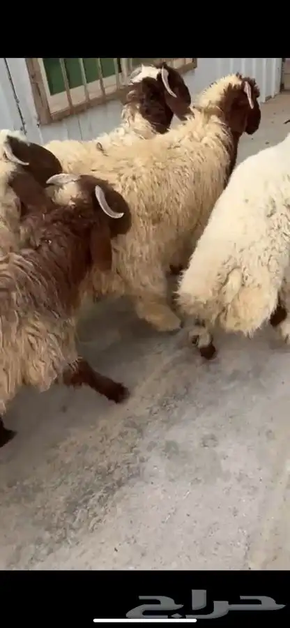 10 جذعان فيها رخلين فل ظهروطرف ع حول 7 شهور 4