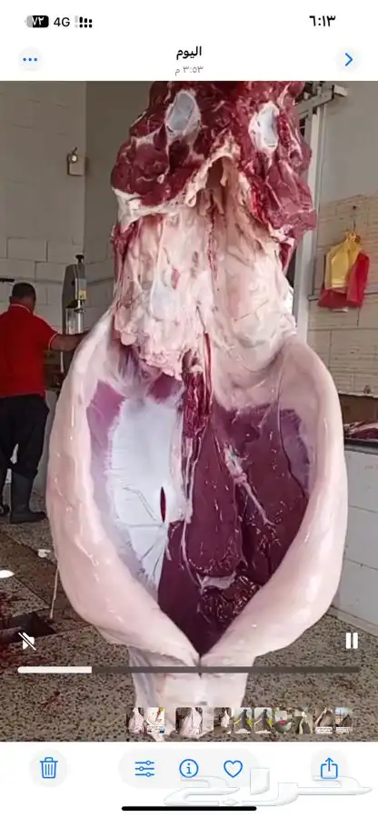 قعود شراكه 4
